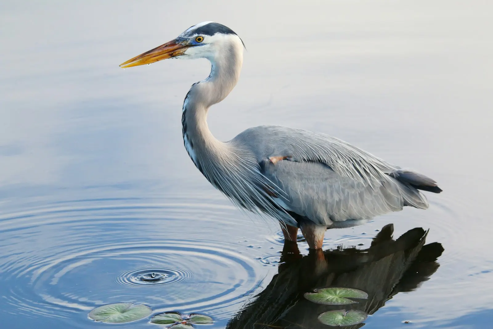 A great blue heron hunting patiently in shallow water