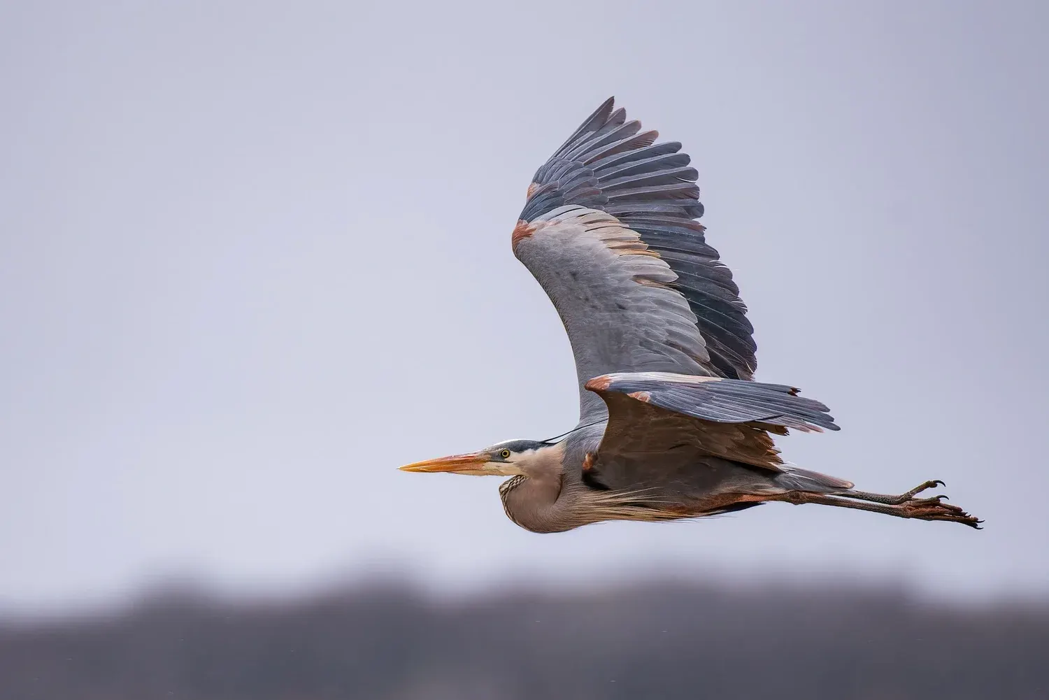 Great blue heron in flight over still water