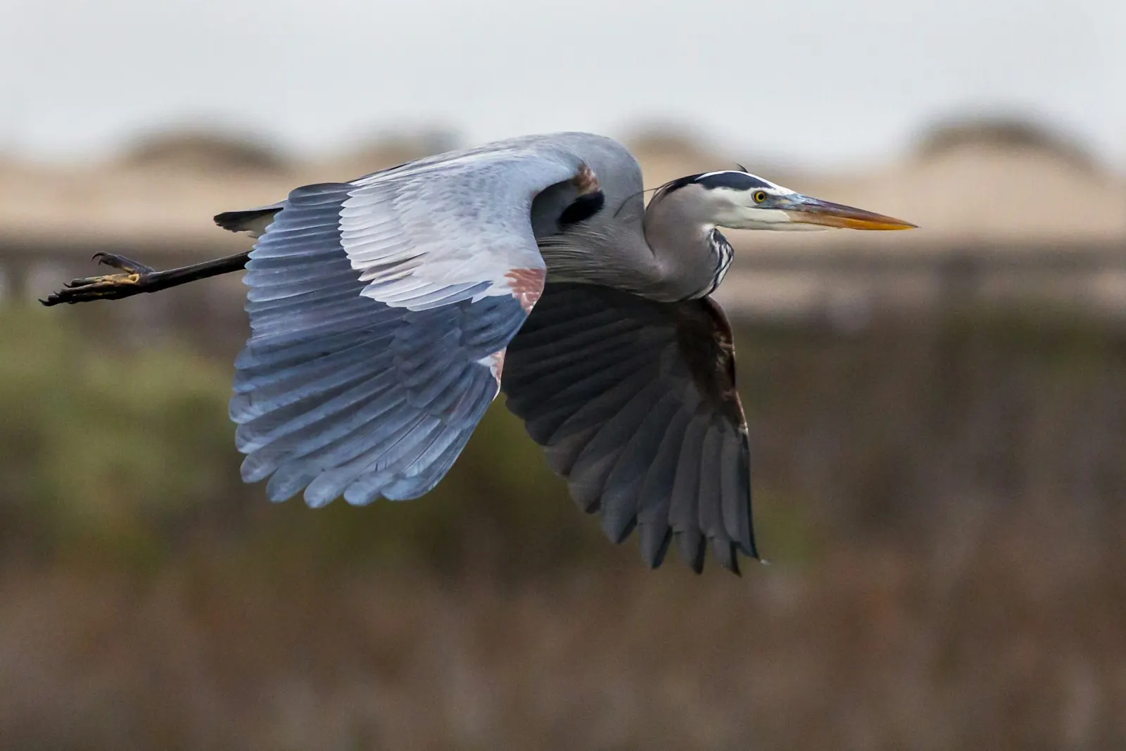 Great blue heron in low flight, wing extended, seen close in profile against a marsh and dune landscape