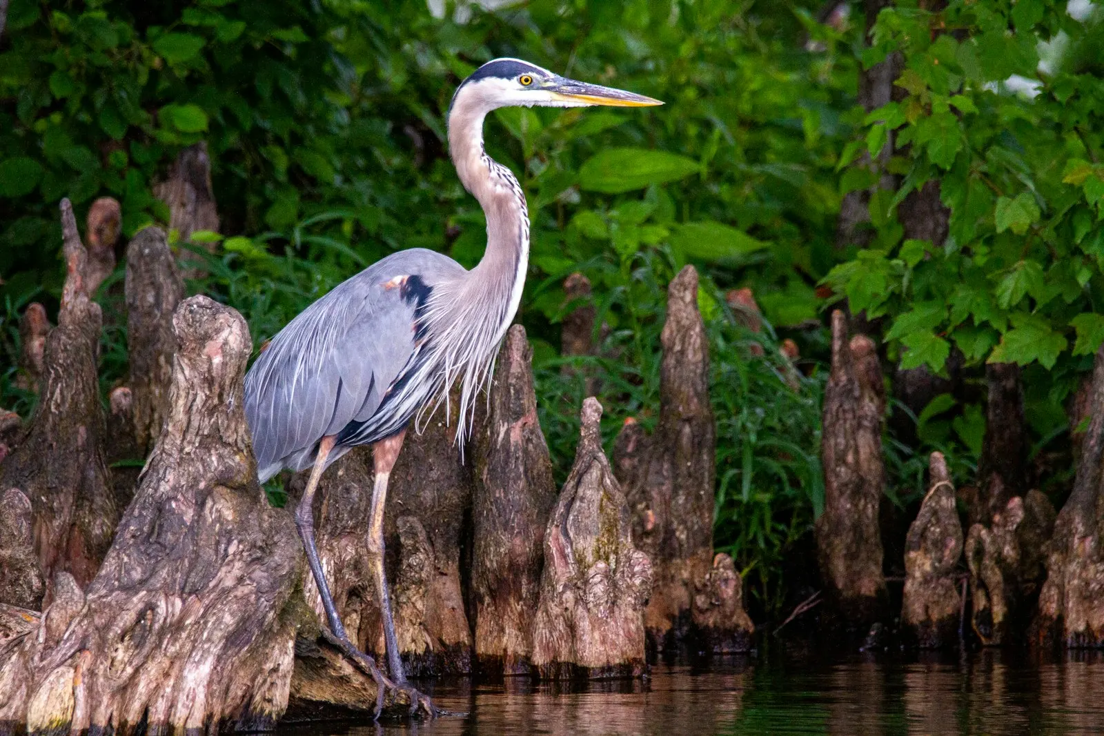 A great blue heron standing tall among cypress knees at the water's edge, dense green foliage behind.