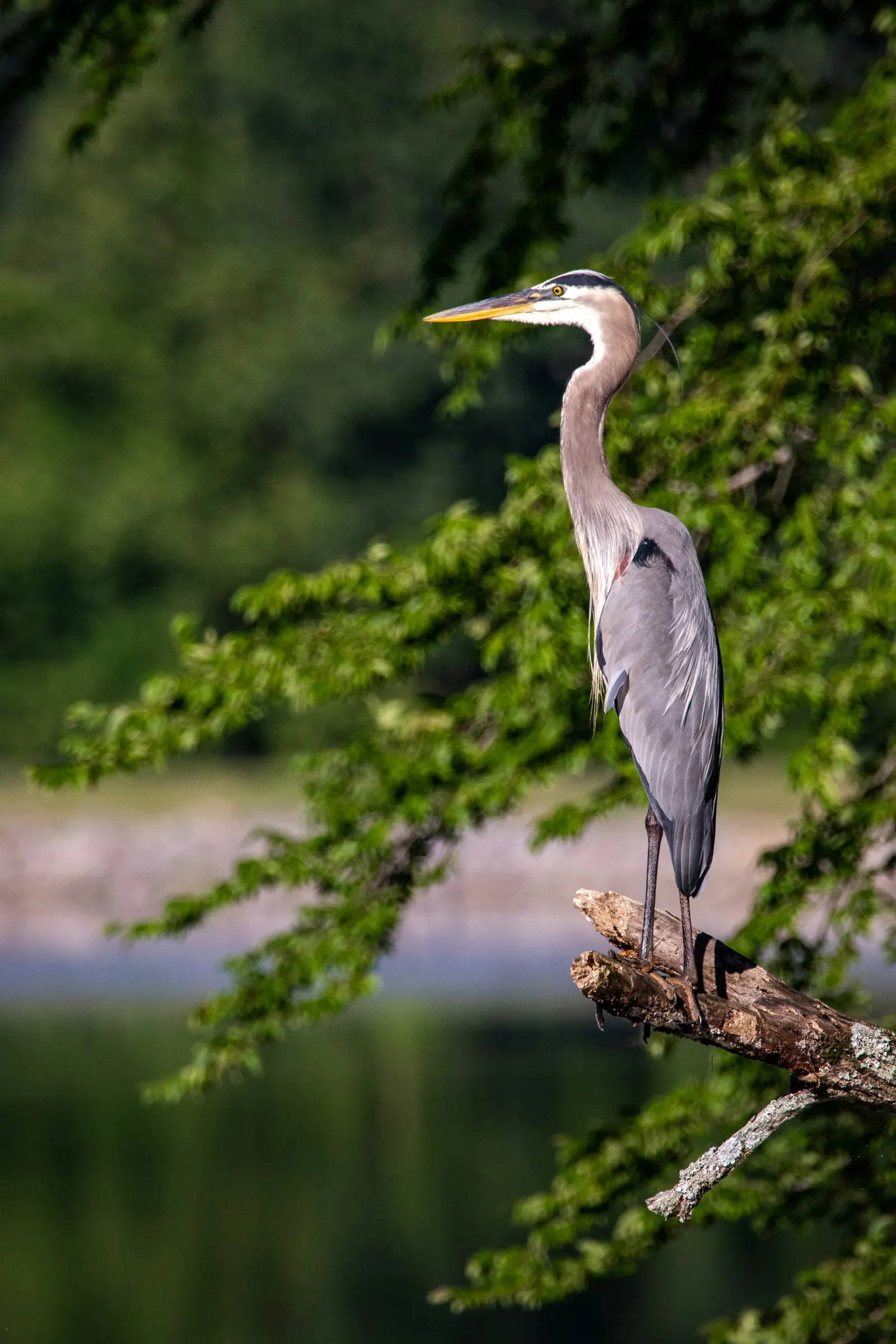 A great blue heron perched high in a bare tree, overlooking the water below.