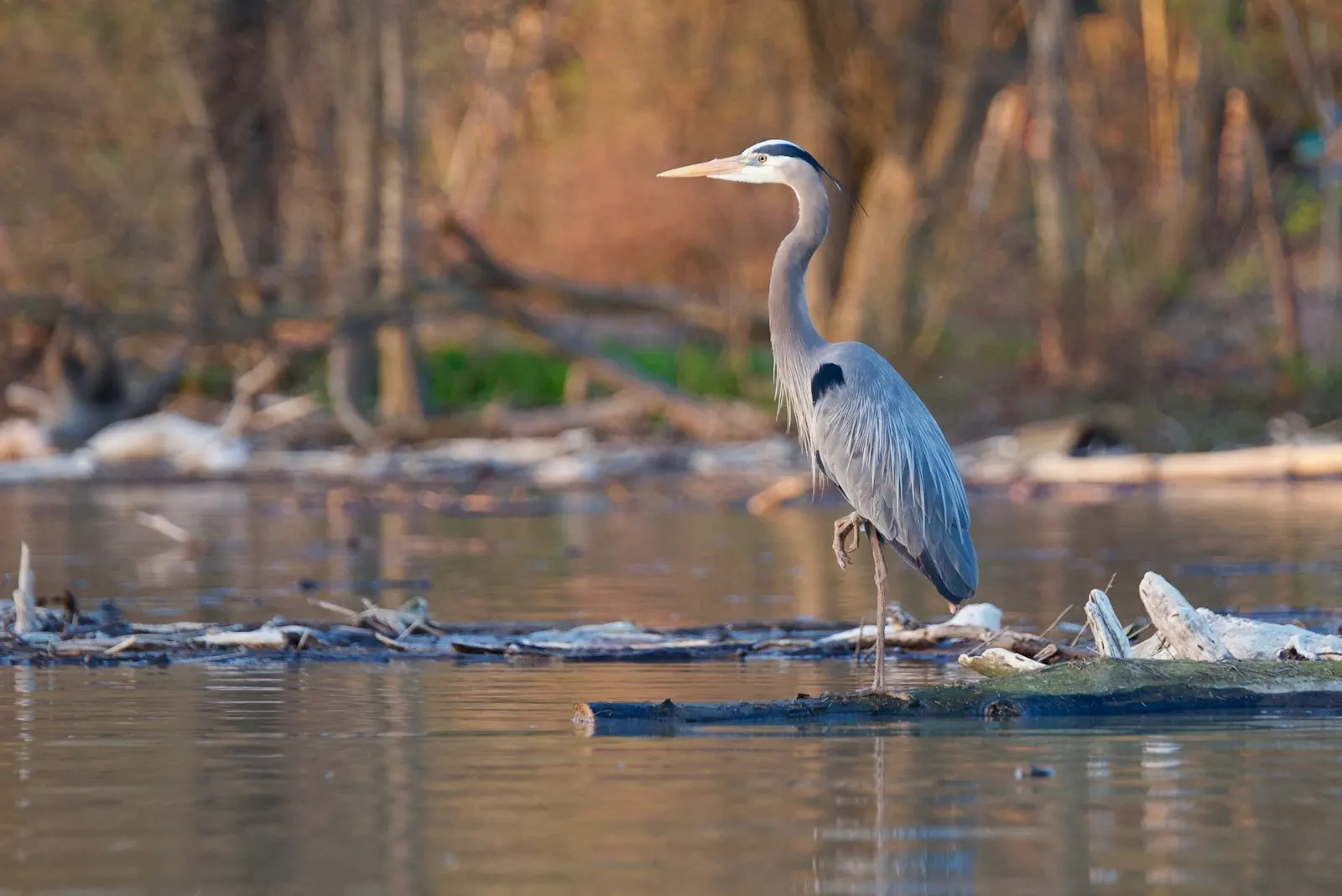 Great blue heron standing on a log at the water's edge