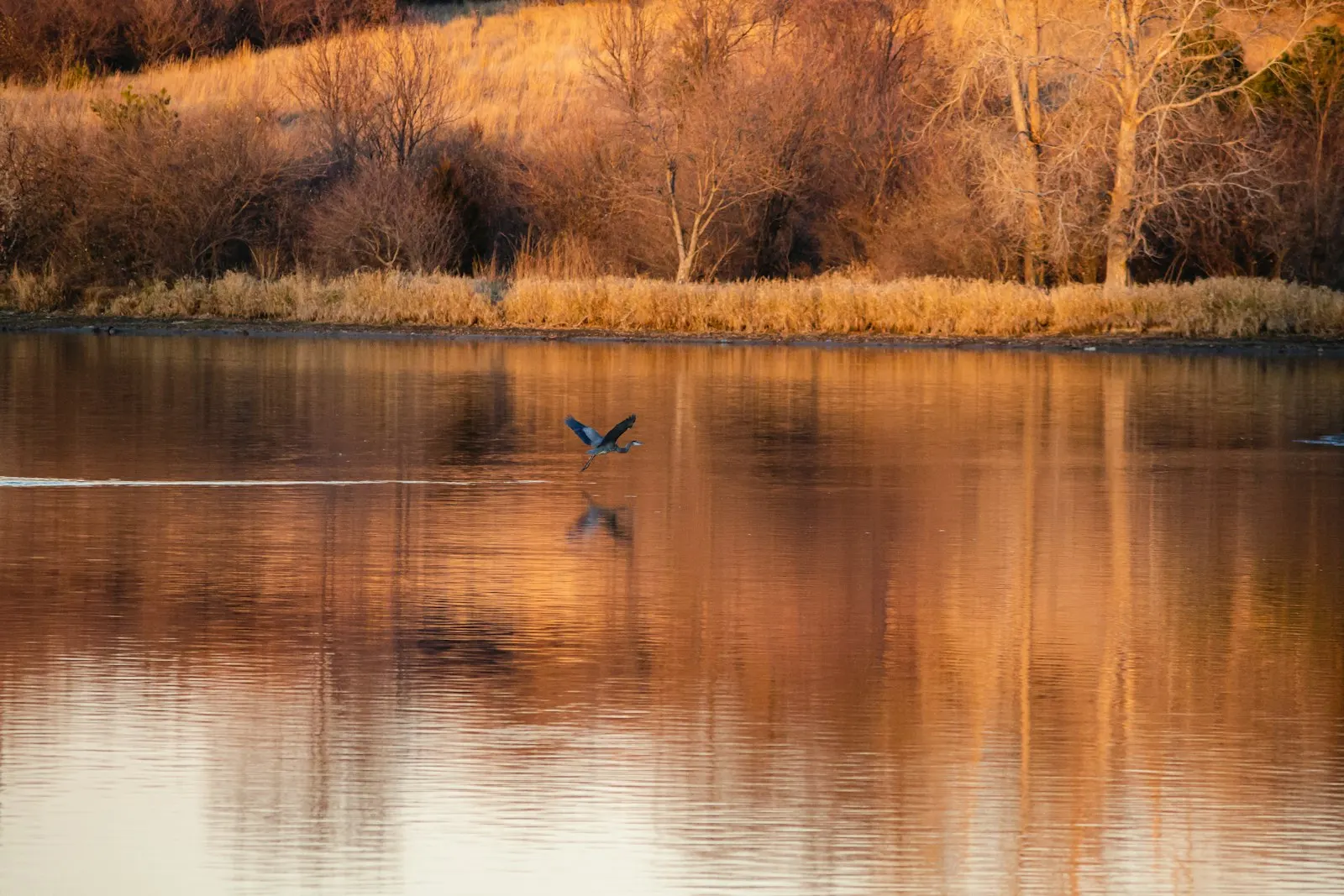 A great blue heron standing in still water surrounded by autumn foliage, calm seasonal light.